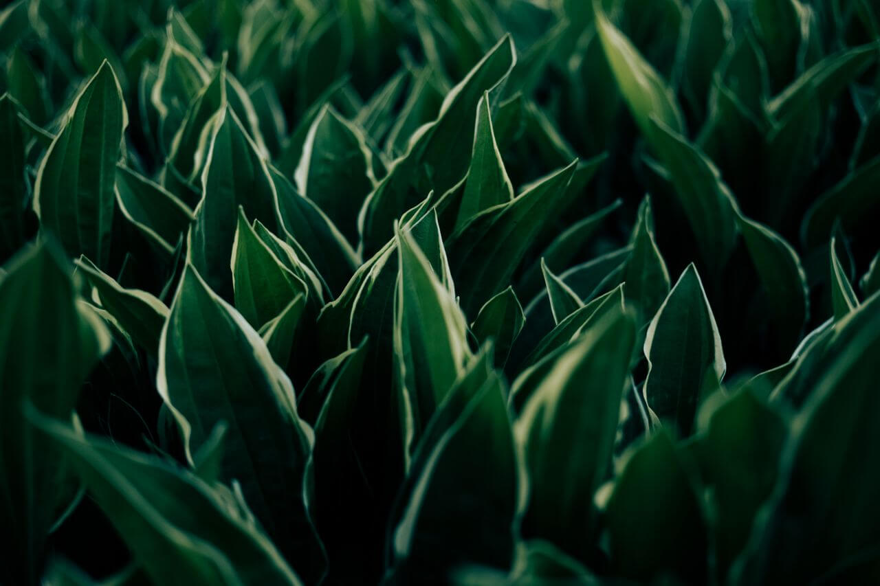 Green pathway landscape