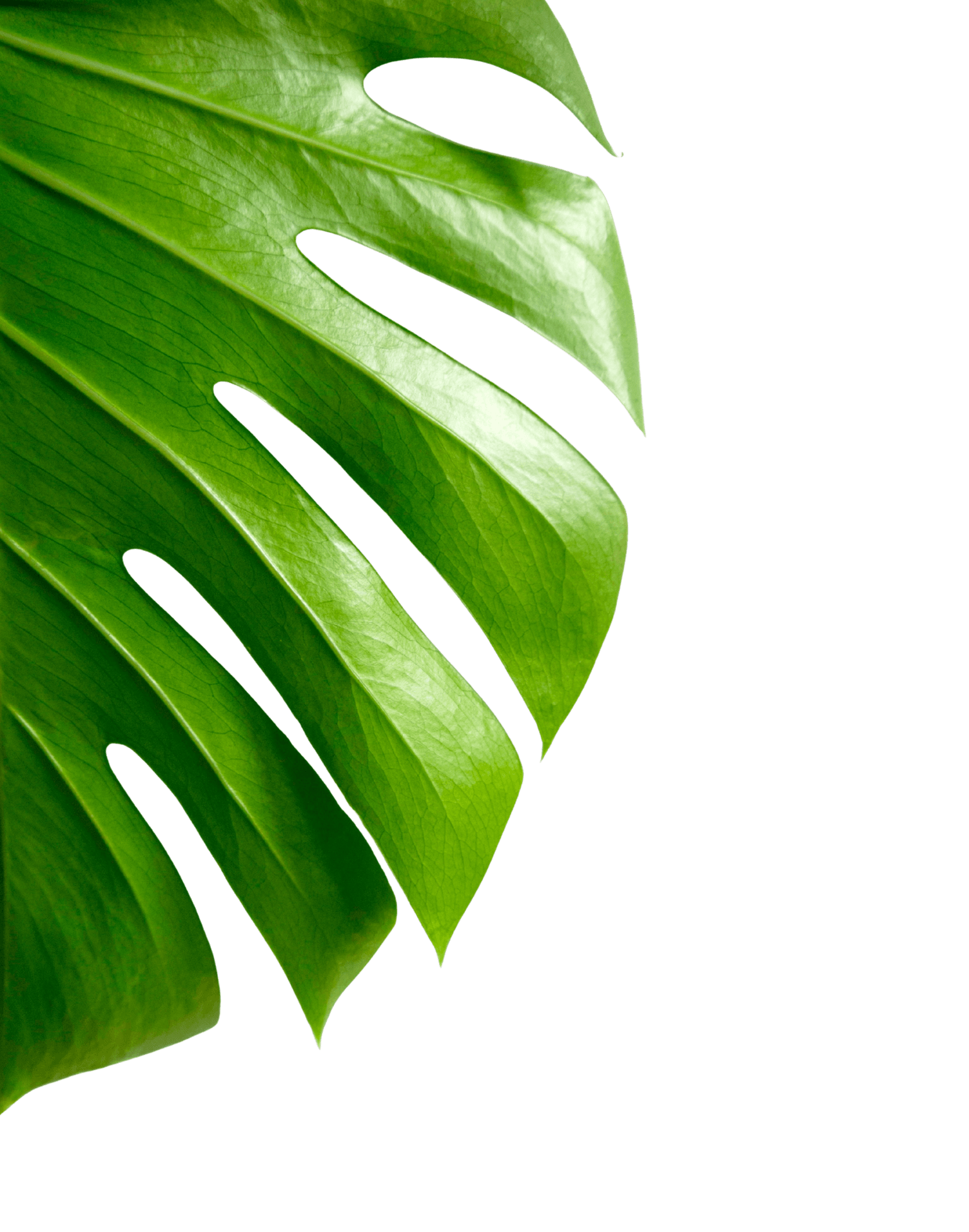Green tropical leaf