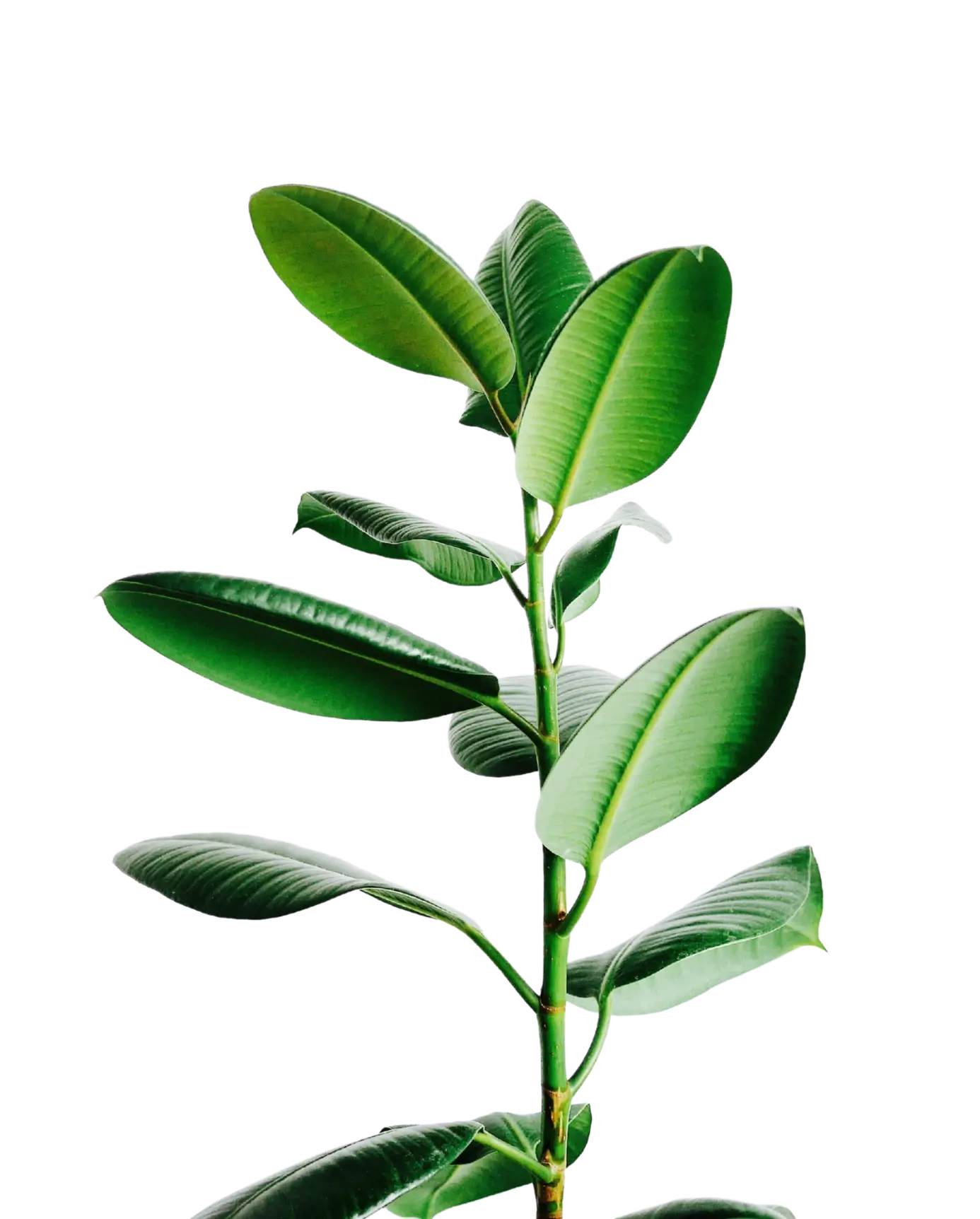Young green plant representing ESG growth