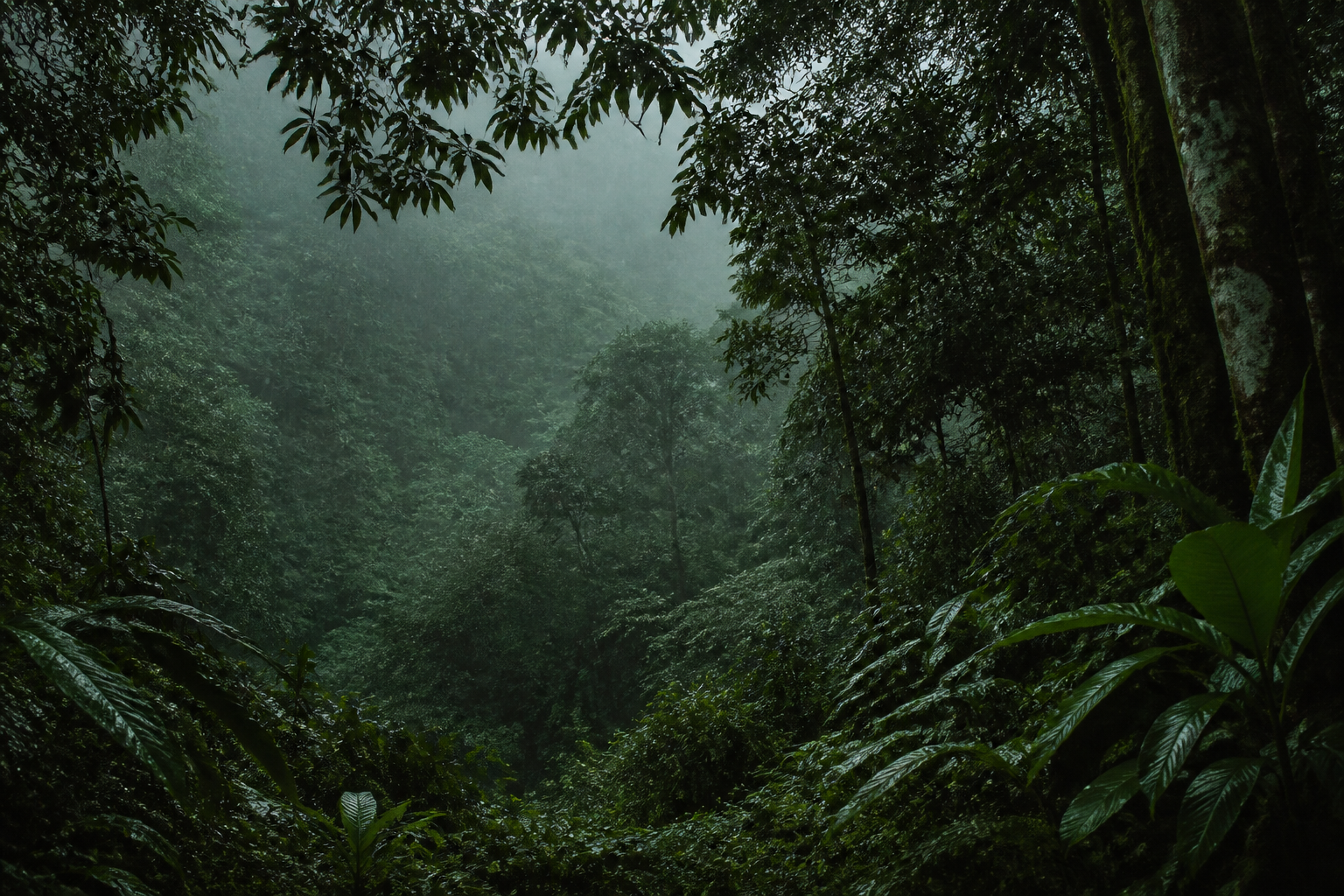 Deep forest background